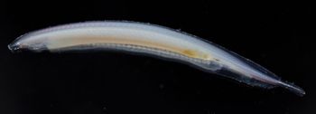 Media type: image;   Invertebrate Zoology 74259
